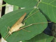 セスジツユムシ