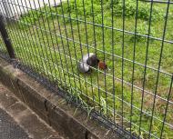 ホシハジロ/オス