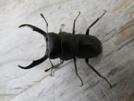 コクワガタ