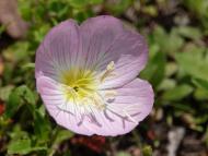 ヒルザキツキミソウ