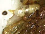 キセルガイの稚貝