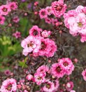 ギョリュウバイ