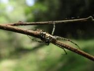 メガネドヨウグモ