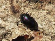 ヒメナガニジゴ...