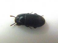 コルベヨツコブ...