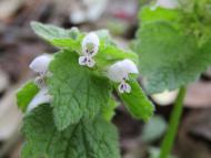 シロバナヒメオ...