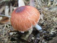 アカキツネガサ