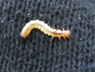 ミゾアカハネムシ