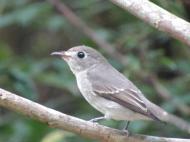 コサメビタキ