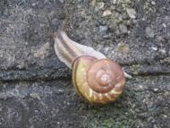 ナミマイマイ