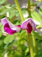 ヤハズエンドウ