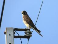 チョウゲンボウ