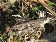 クルマバッタモドキ