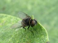 トラフヒラタヤ...