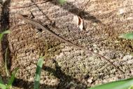 ニホンカナヘビ