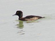 キンクロハジロ