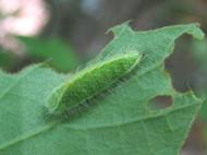 ミズイロオナガ...