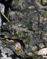 シマヒレヨシノボリ