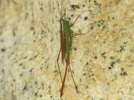 オナガササキリ