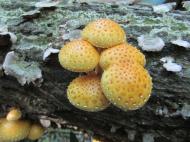 ヌメリスギタケ