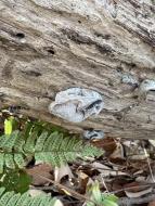 キクラゲの一種