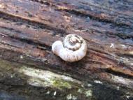 ハリマムシオイ