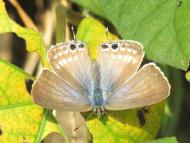 ウラナミシジミ