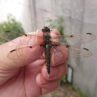 ヨツボシトンボ