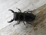 ヒラタクワガタ