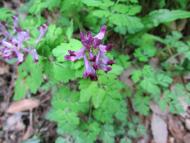 ムラサキケマン