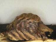 ヒナカマキリの卵嚢