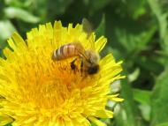 セイヨウミツバチ