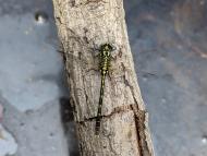 フタスジサナエ