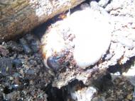 カブトムシ（幼虫）