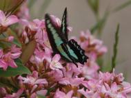 アオスジアゲハ