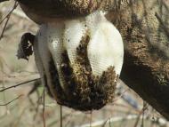 ニホンミツバチ