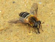 アシブトハナアブ