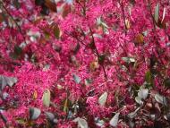 トキワベニマンサク