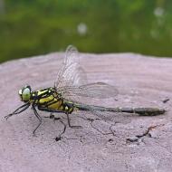 フタスジサナエ