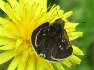 チャバネセセリ