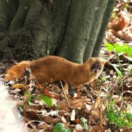 シベリアイタチ