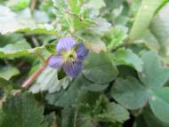 オオイヌノフグリ