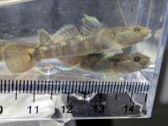 トウヨシノボリ類