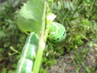 アヤモクメキリ...