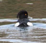 キンクロハジロ