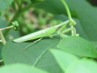 ハラビロカマキリ