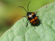 イタドリハムシ