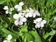 アリアケスミレ