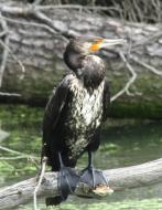 カワウ