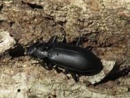 サトユミアシゴ...